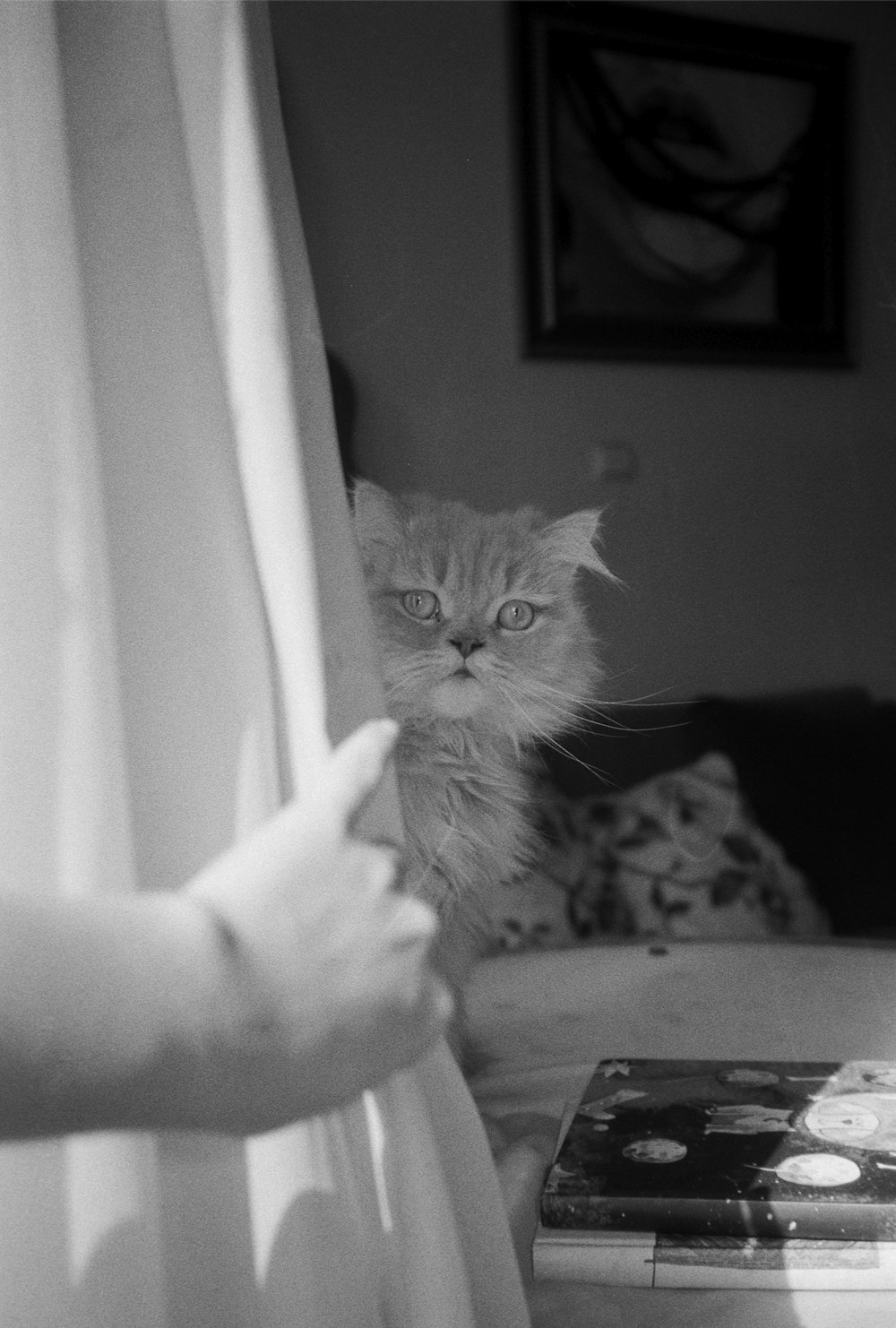 a cat sitting on top of a bed next to a person