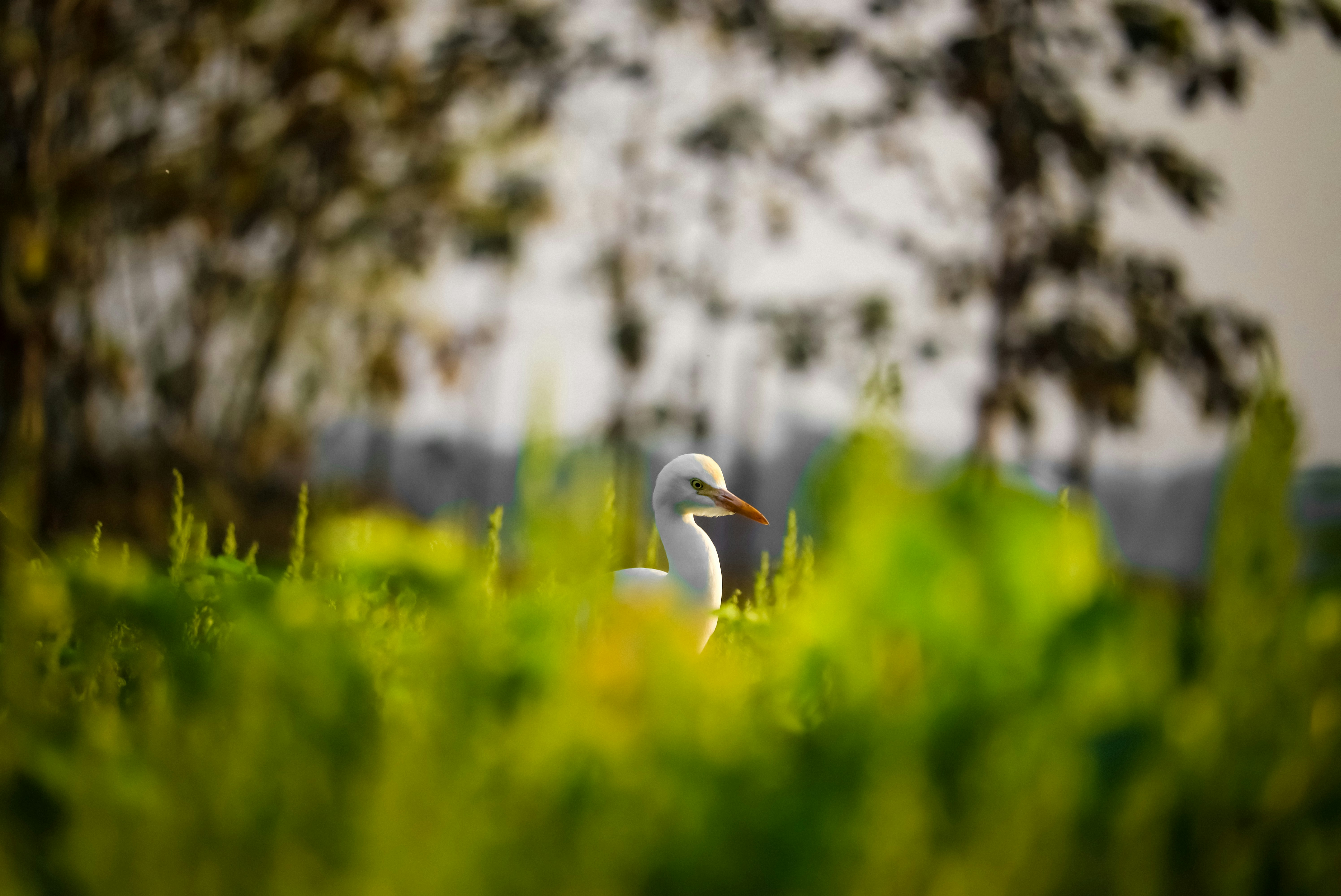 Photo by soonamwooeser