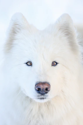 a close up of a white dog with blue eyes