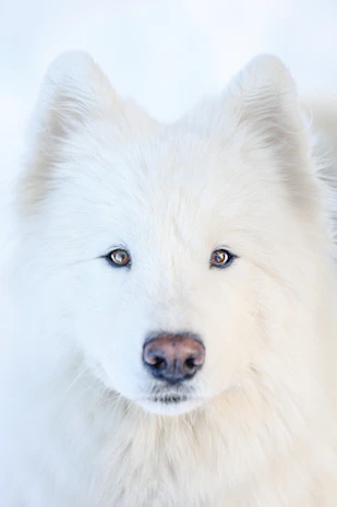 Close-up of Boris’s expressive eyes, capturing his gentle and loyal nature.