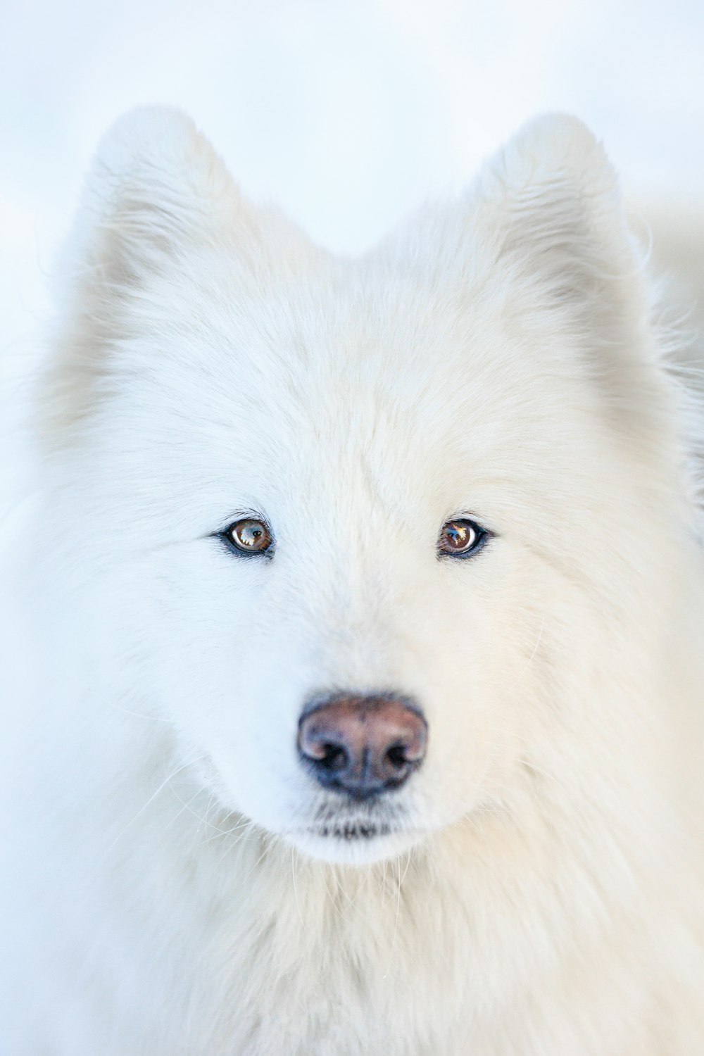 a close up of a white dog with blue eyes