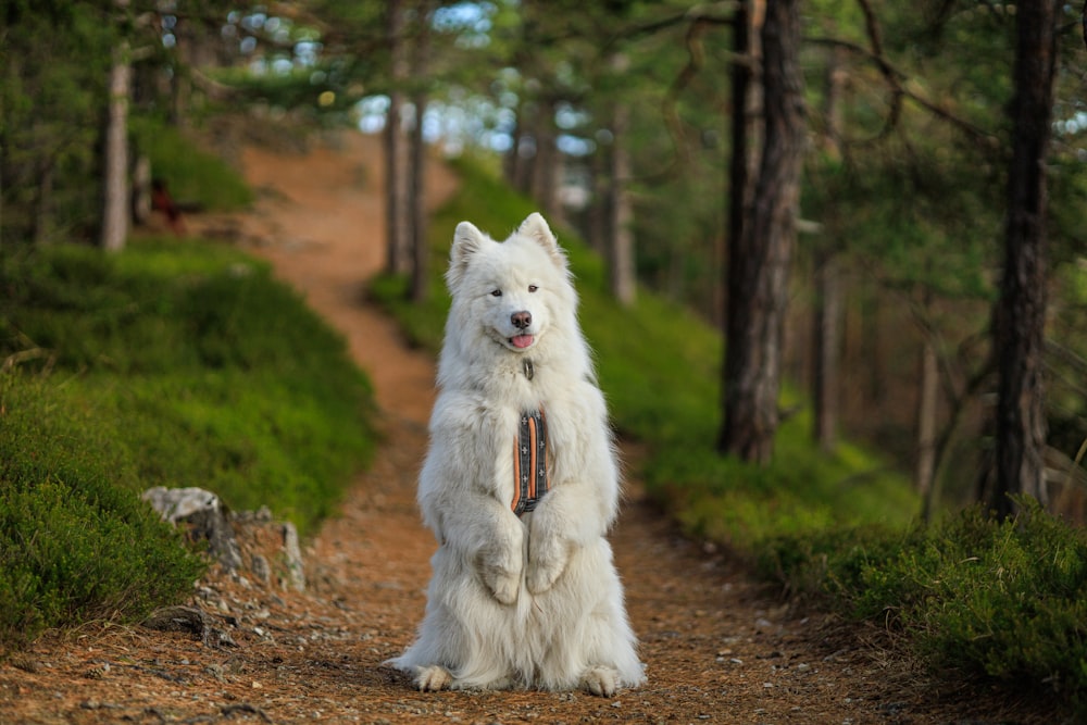 a large white dog standing on its hind legs