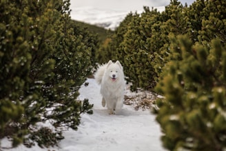 a dog that is walking in the snow