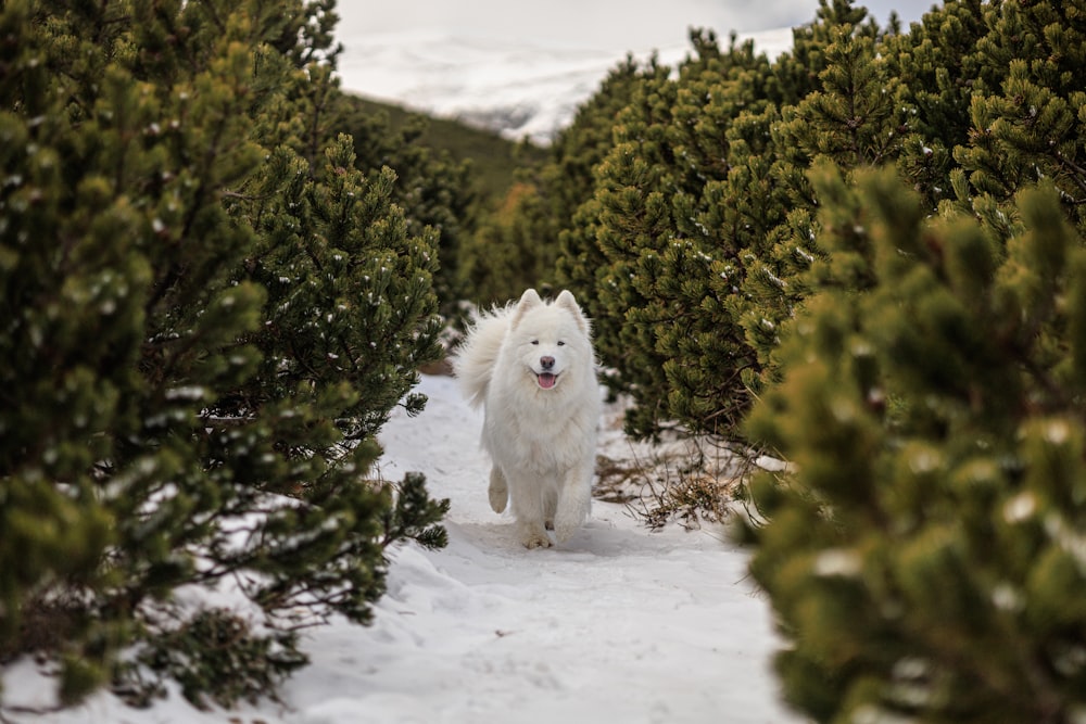 a dog that is walking in the snow