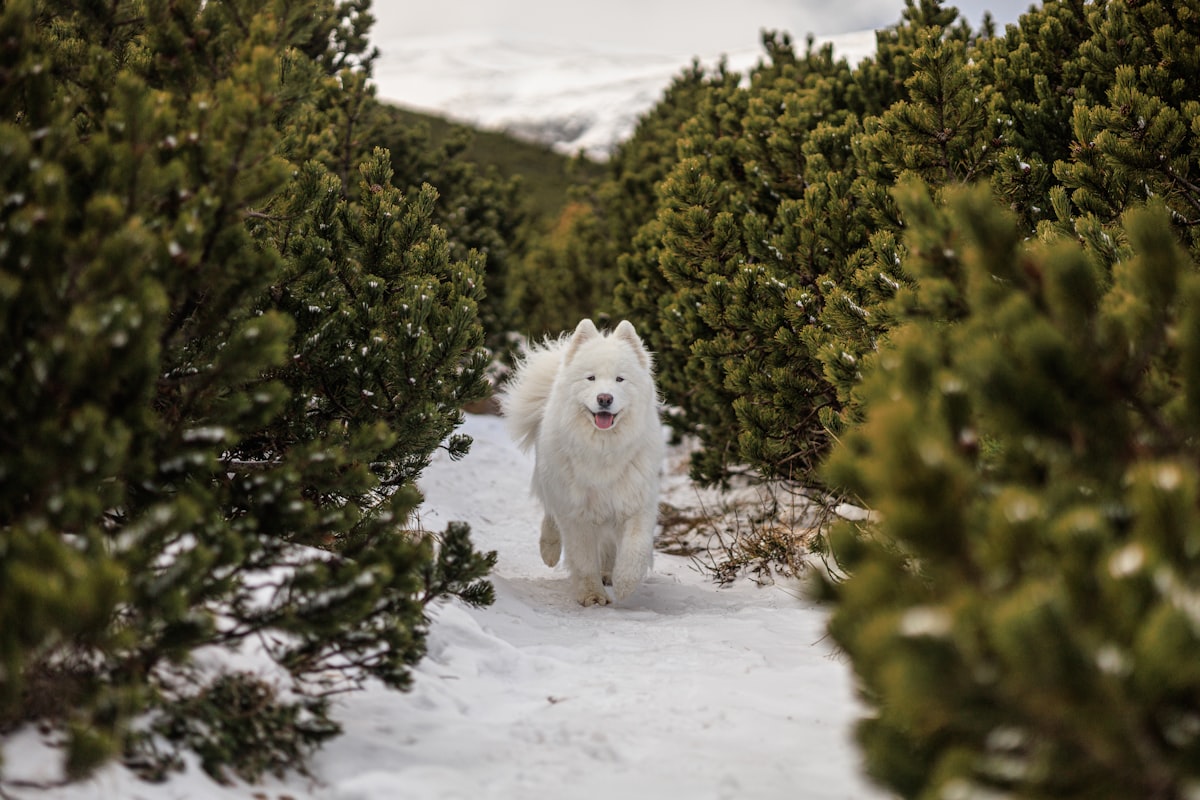 Dog walking through snowy winter terrain