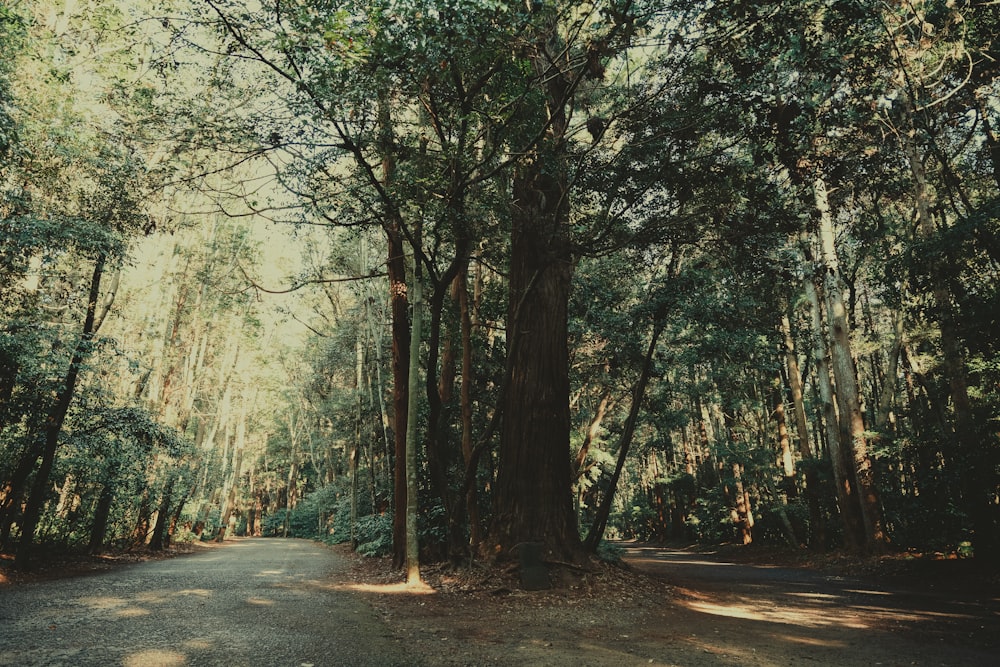 Un camino en medio de un bosque con muchos árboles