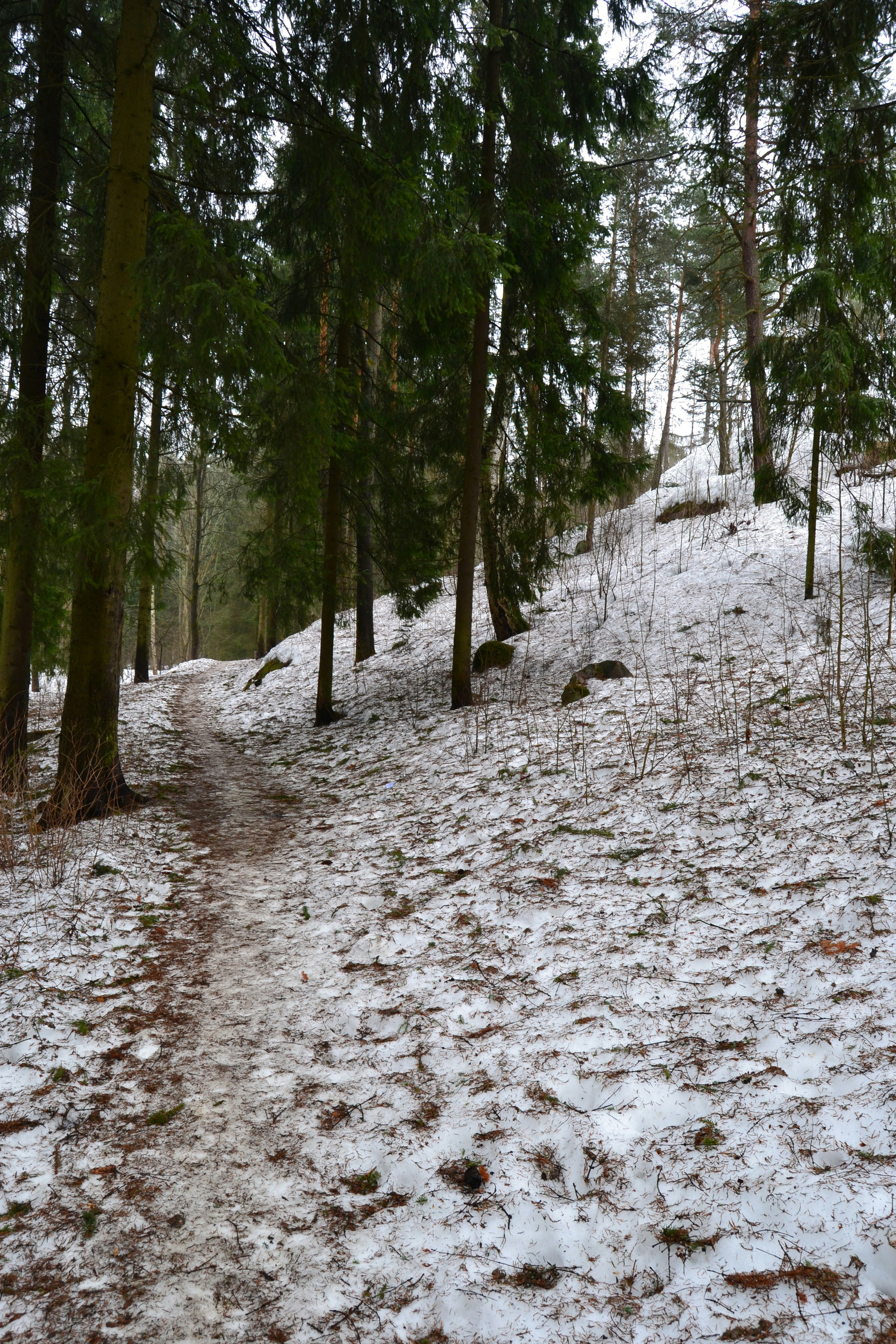 A snow covered path in the middle of a forest photo – Free Finland ...