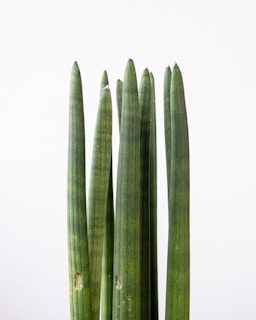 a close up of a plant with very long stems