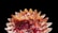A digitally created flower with layered petals displayed against a black background. The petals vary in shades of orange, pink, and white, creating a vibrant and intricate pattern.