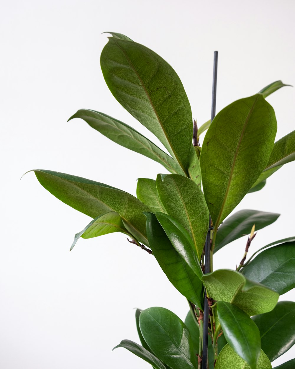 a potted plant with green leaves on a white background