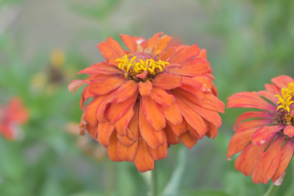 a close up of two orange flowers in a field