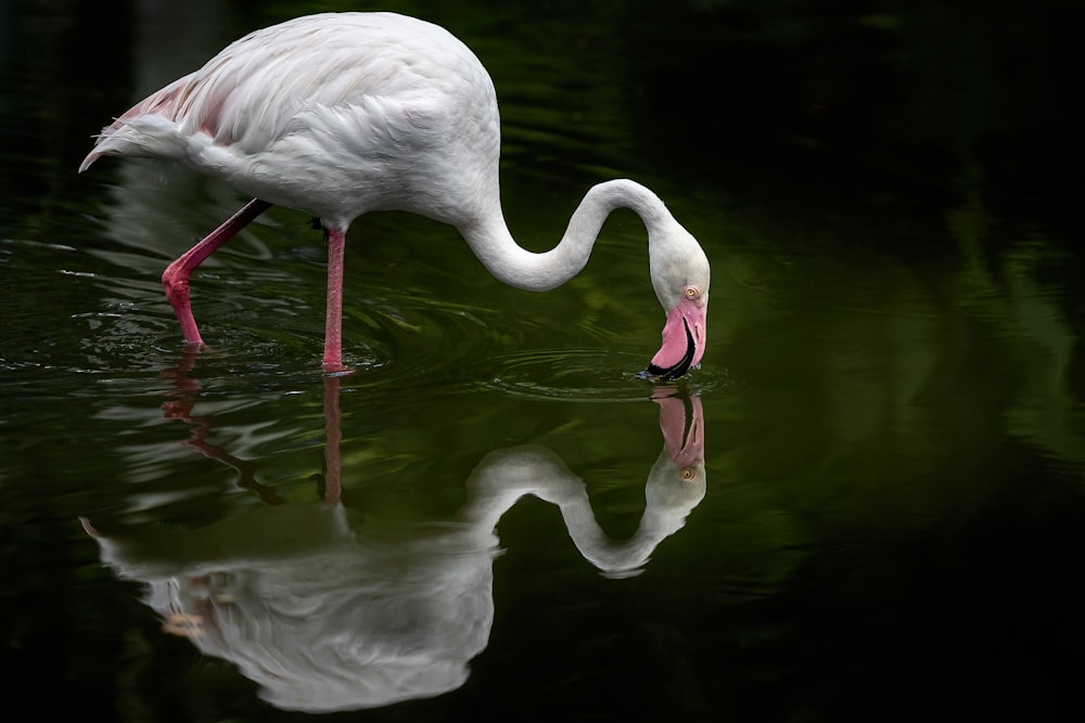 a white bird with a pink beak standing in water