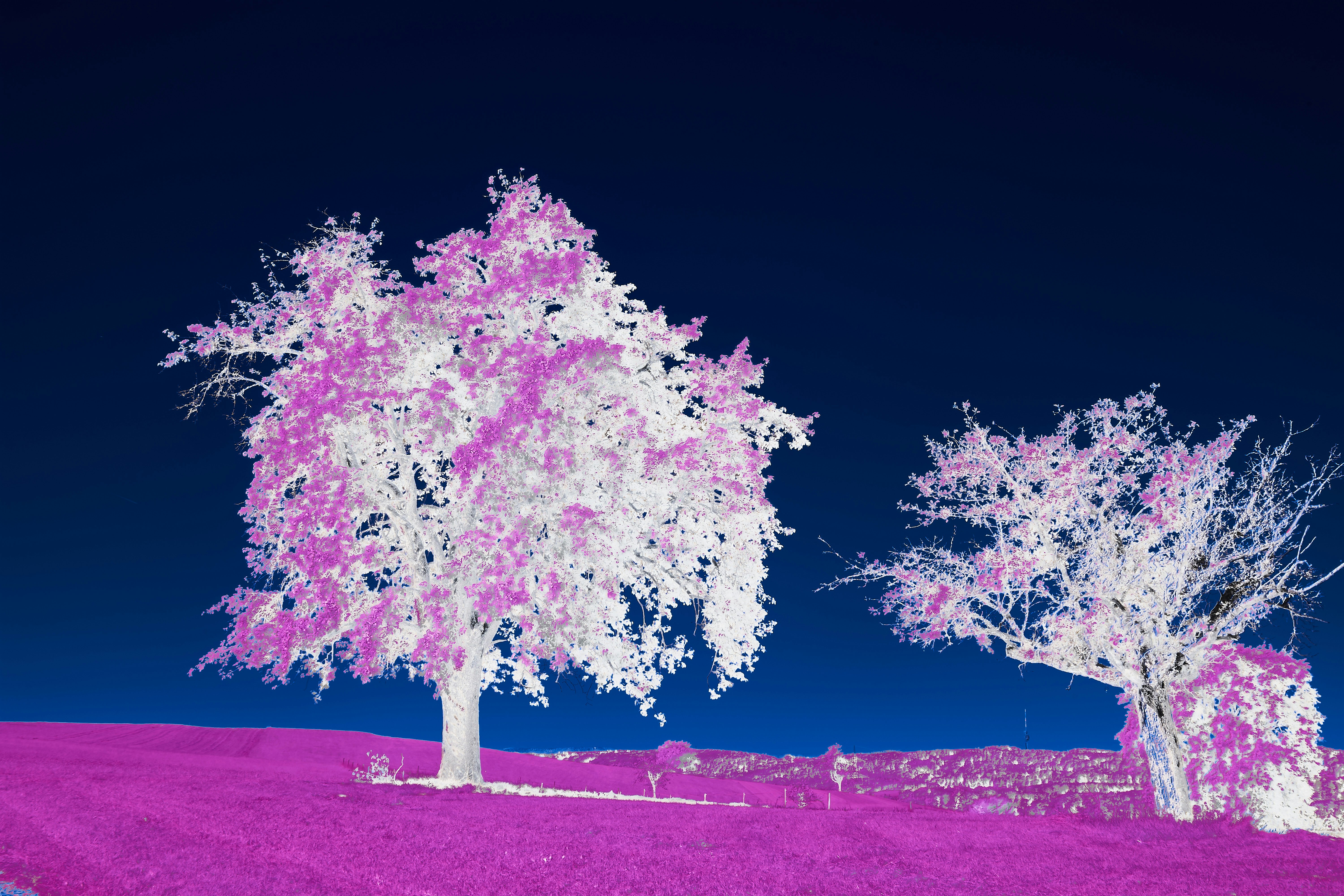 Photo by wolfgang_hasselmann