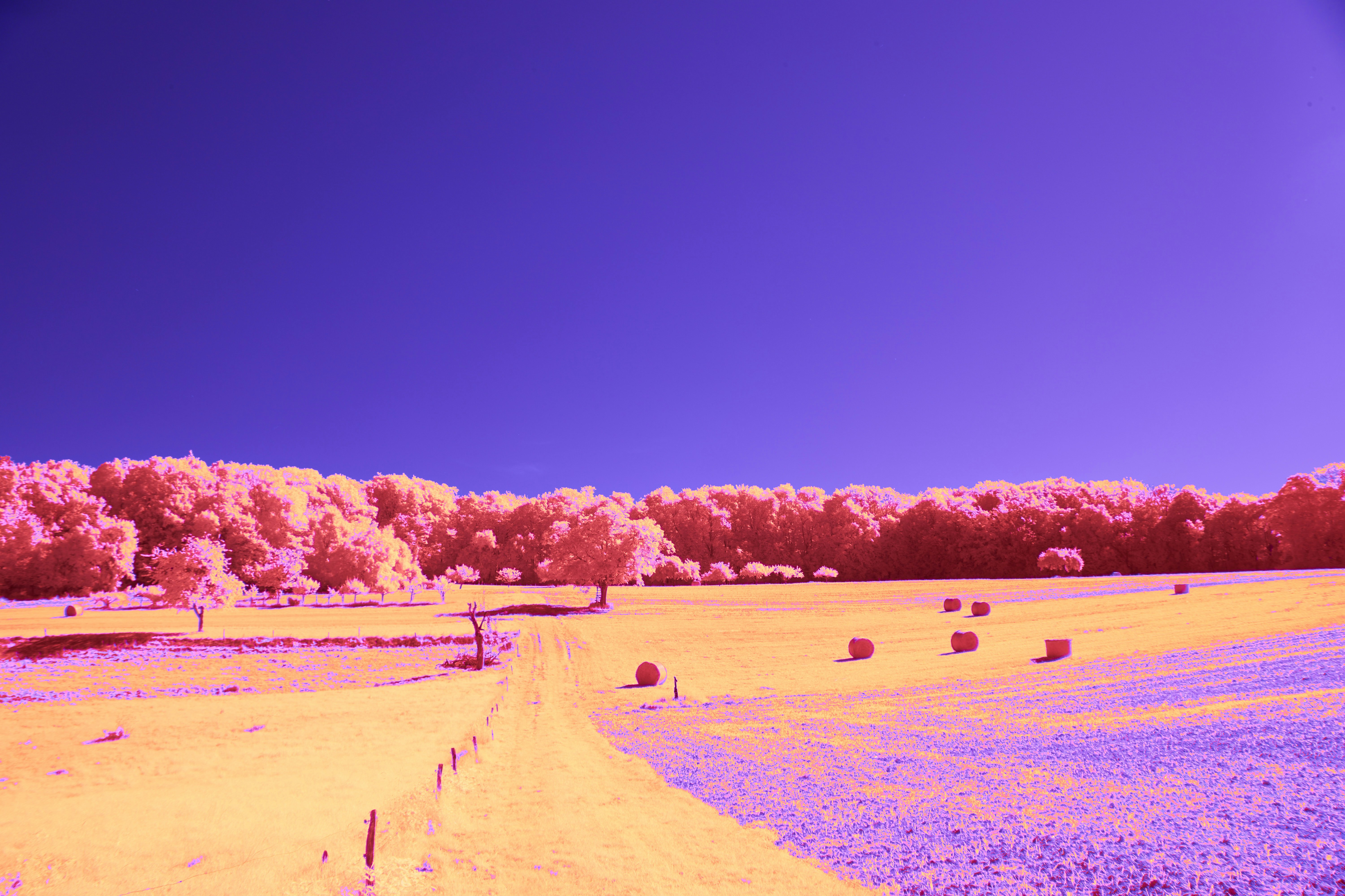 Photo by wolfgang_hasselmann