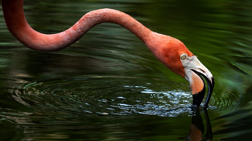 a pink flamingo standing in a body of water