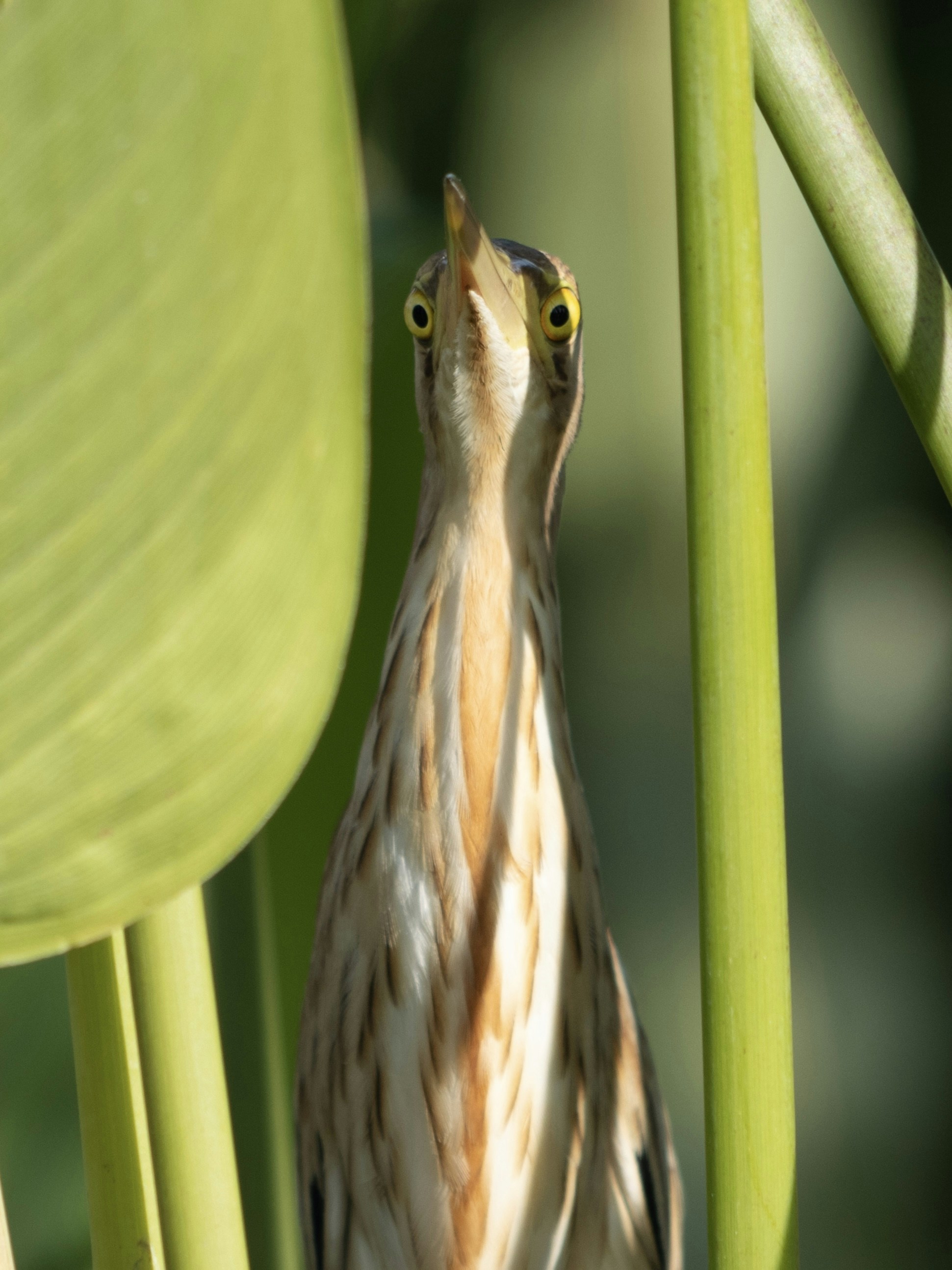 Bittern