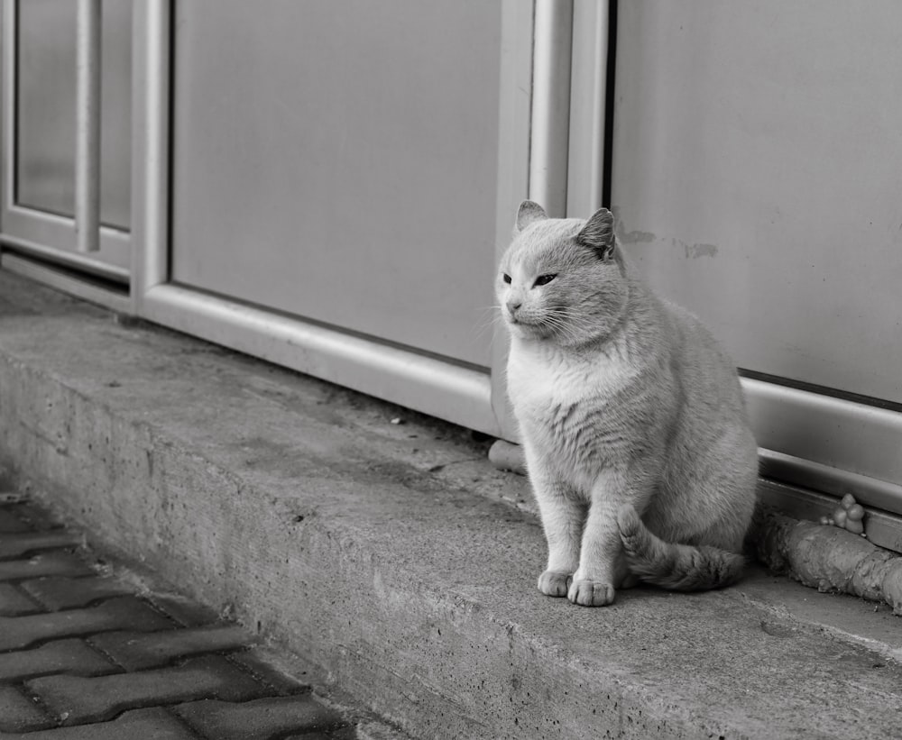 a cat sitting on a ledge next to a door