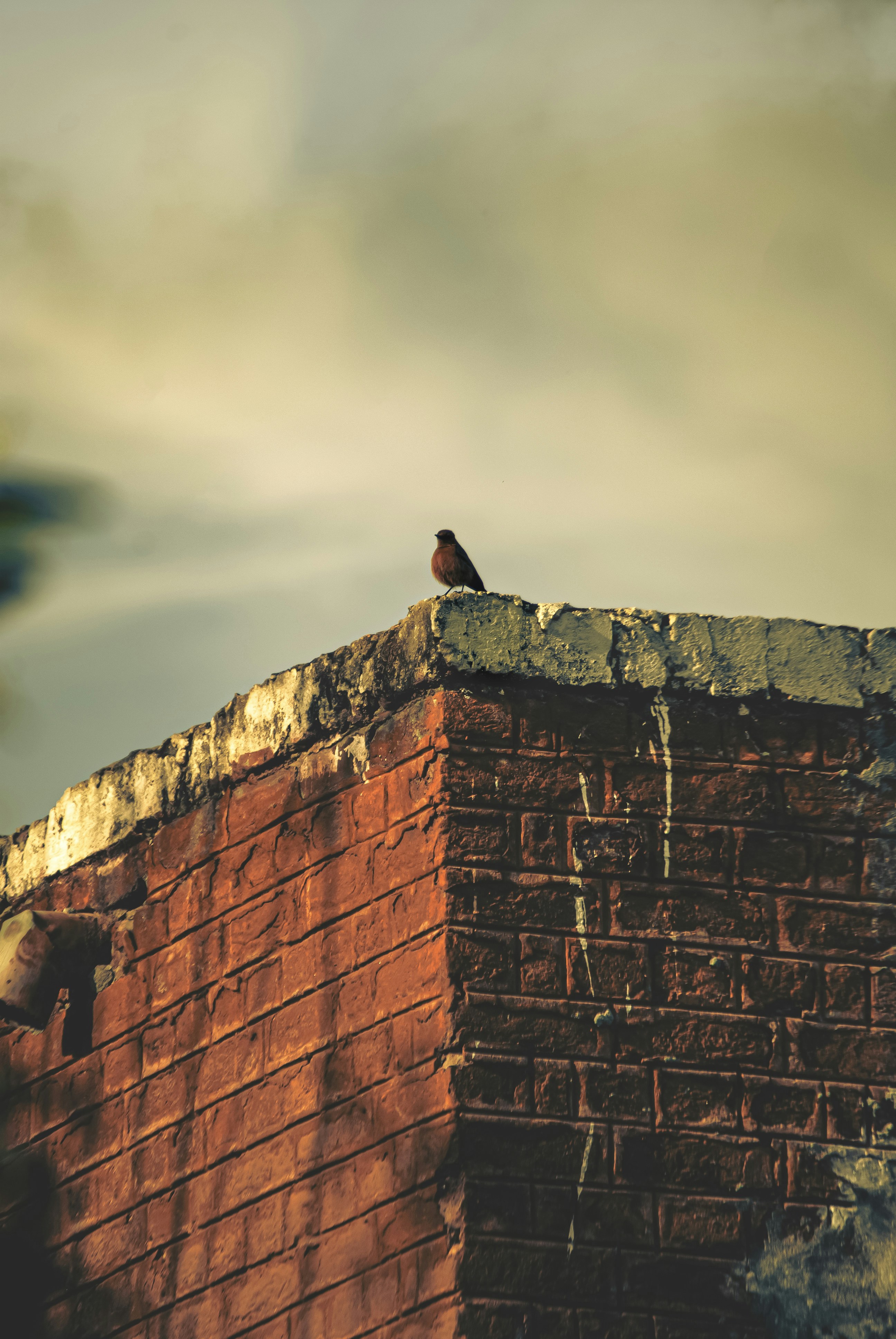 a bird sitting on top of a brick wall