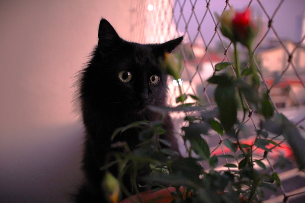 a black cat sitting behind a wire fence