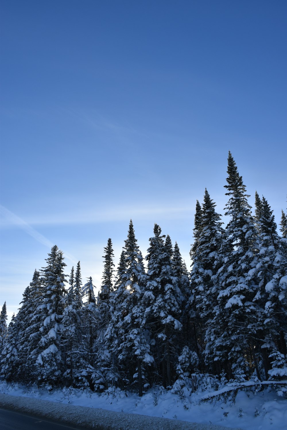 snow covered trees line the side of a road