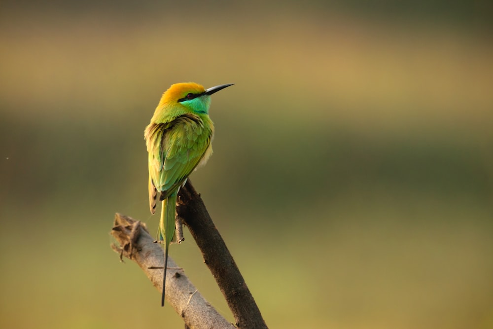 Un oiseau coloré assis au sommet d’une branche d’arbre