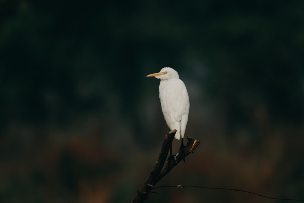 un uccello bianco seduto sulla cima di un ramo di un albero