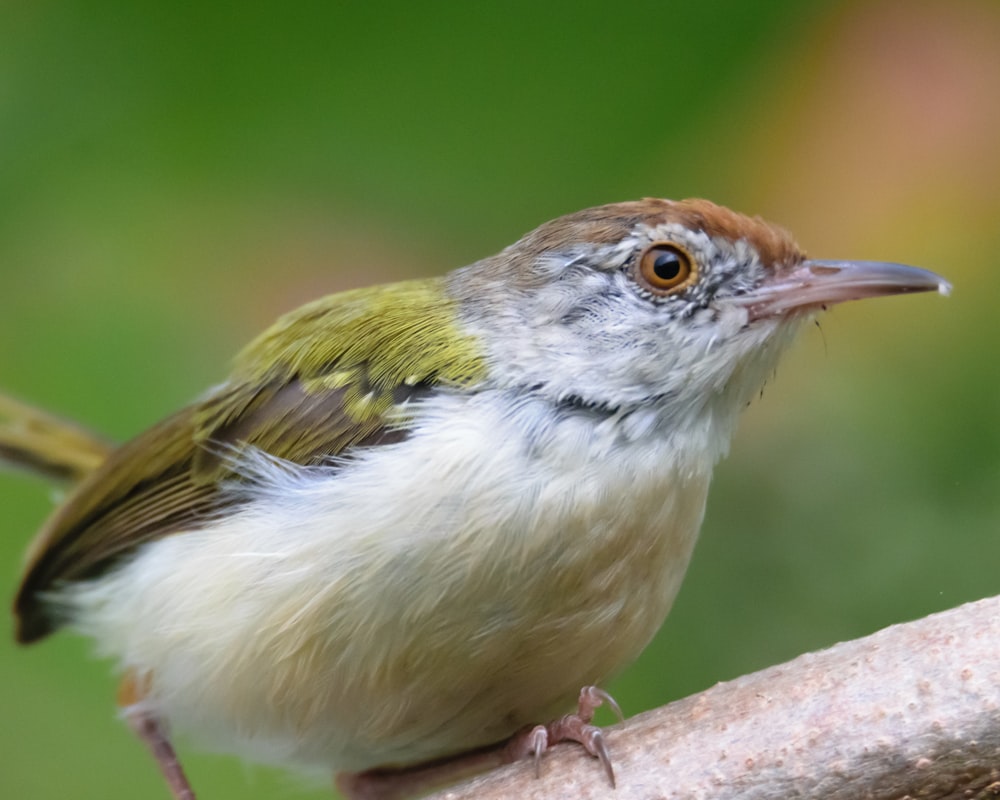 a small bird is perched on a branch