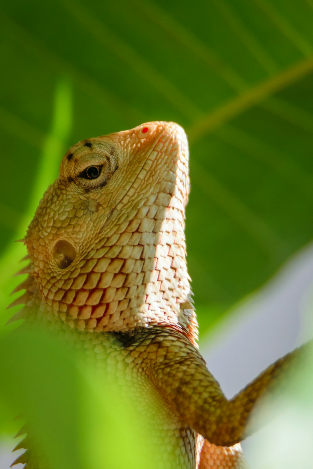 um close up de um lagarto em um galho de árvore