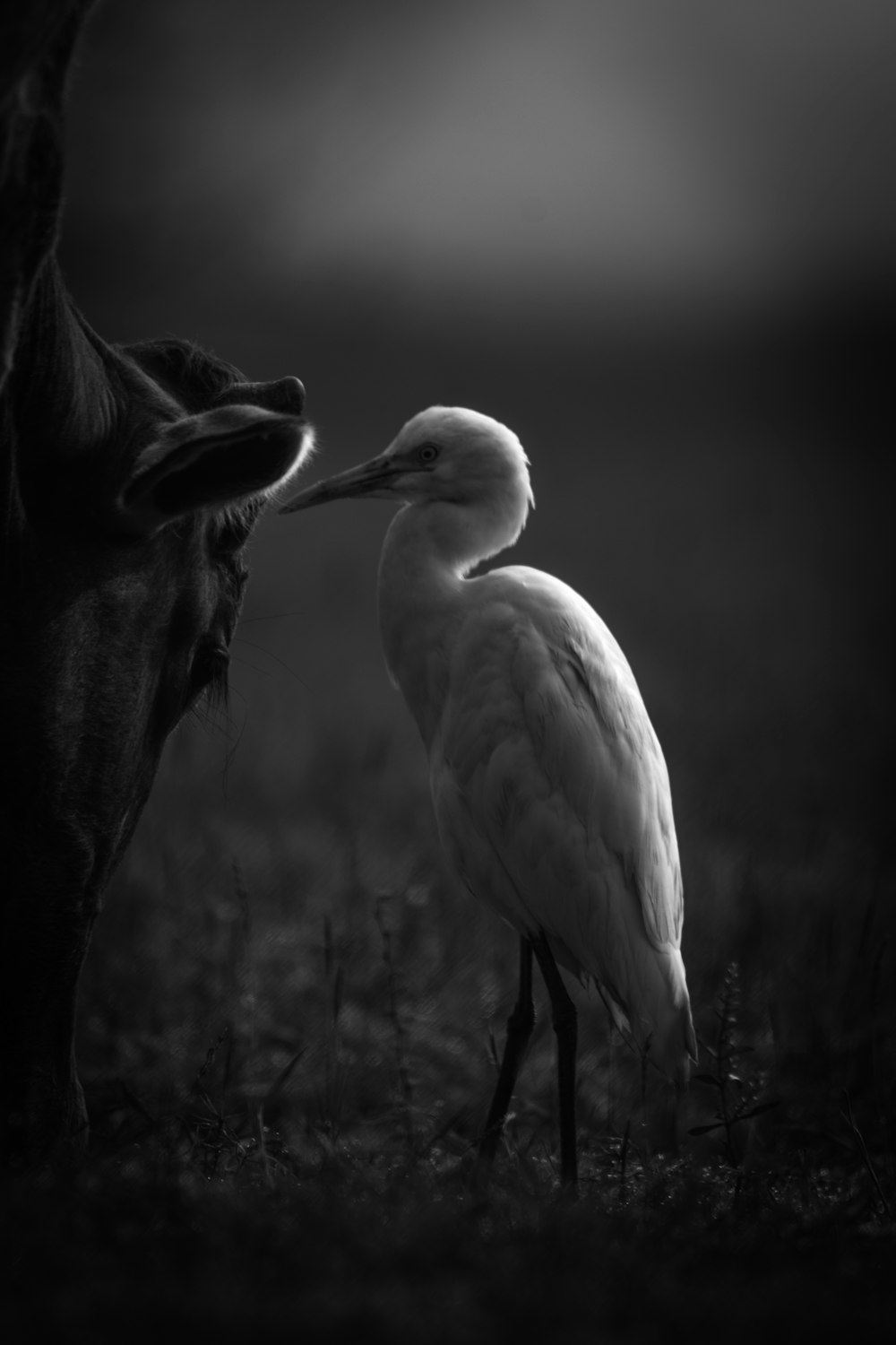 a white bird standing next to a cow