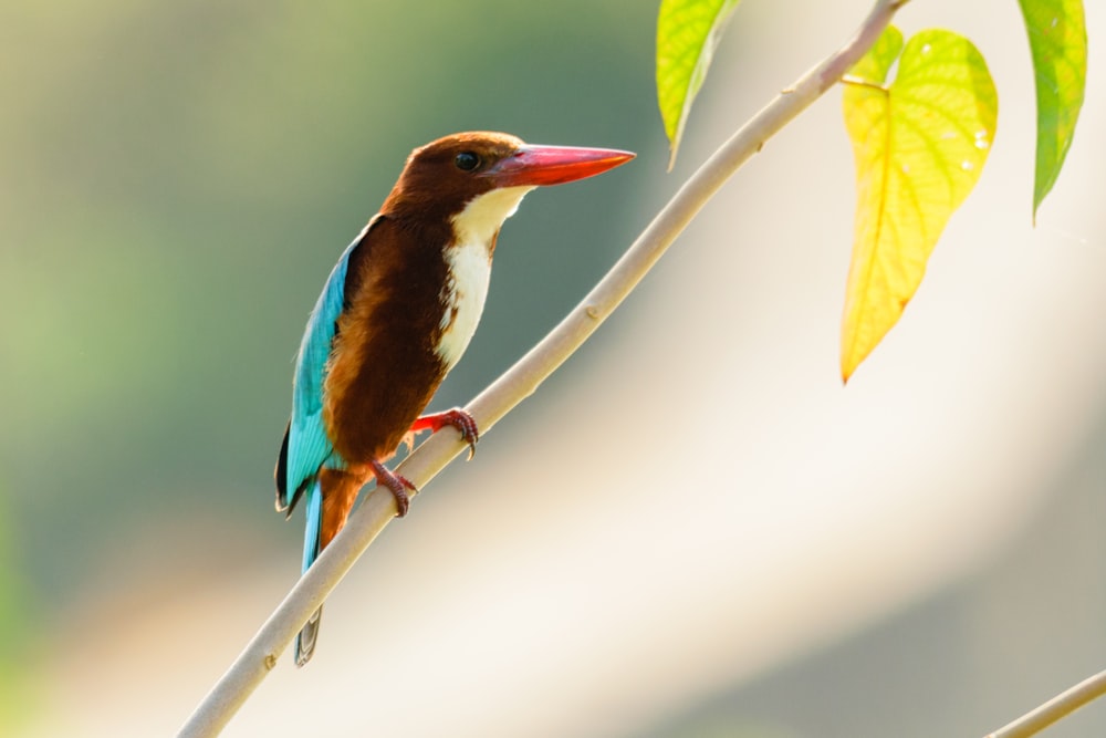 Un oiseau coloré perché sur une branche d’arbre