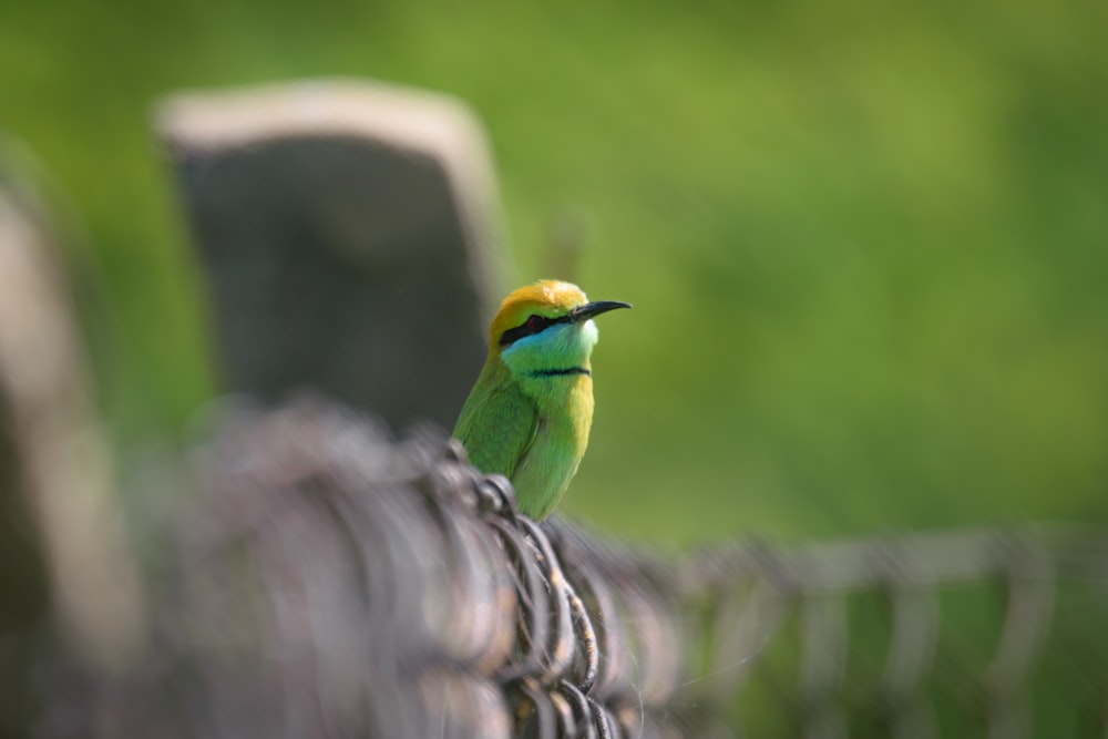 a small green and yellow bird sitting on a fence