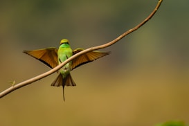 A bird with vibrant green and yellow plumage is captured mid-flight, its wings fully extended, as it approaches a thin, curved branch. The background is out of focus, featuring muted green and brown tones, which contrasts sharply with the bird's bright colors, making it stand out prominently.
