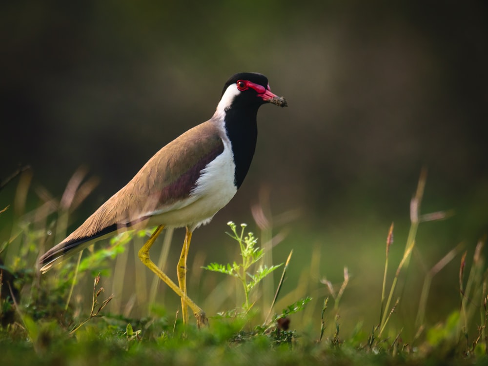 a bird with a red beak standing in the grass