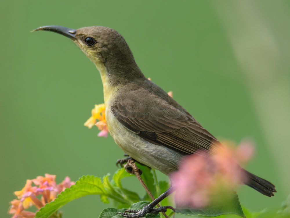 a bird sitting on a branch with flowers in the background