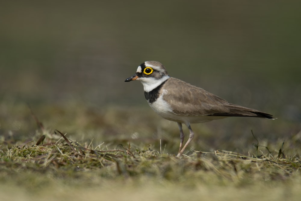 a small bird standing on top of a grass covered field