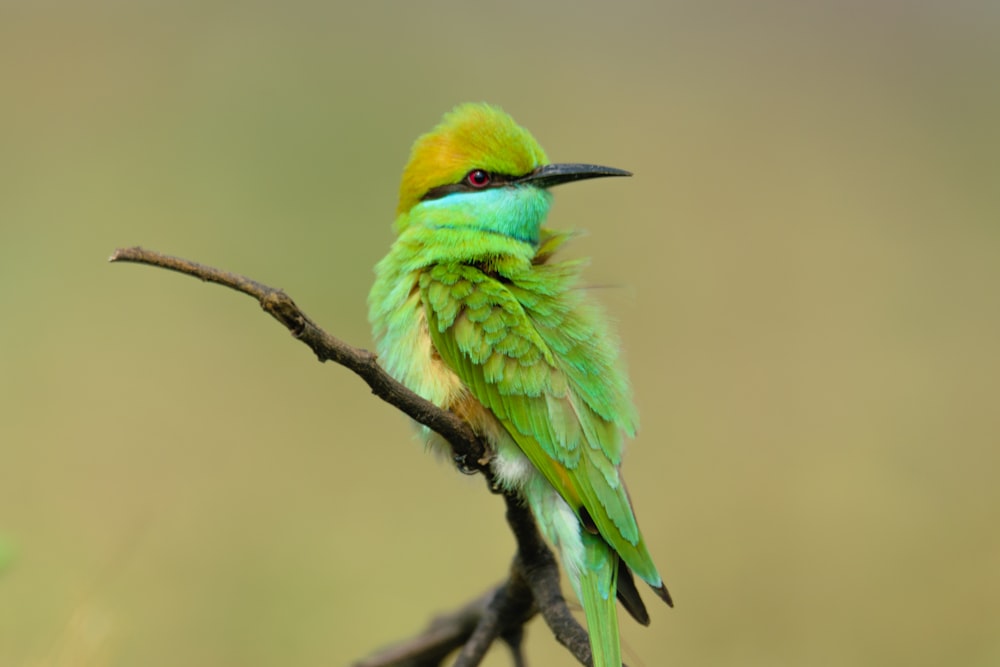 Ein kleiner grün-gelber Vogel sitzt auf einem Ast