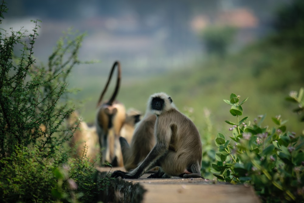 a group of monkeys sitting on top of a lush green field