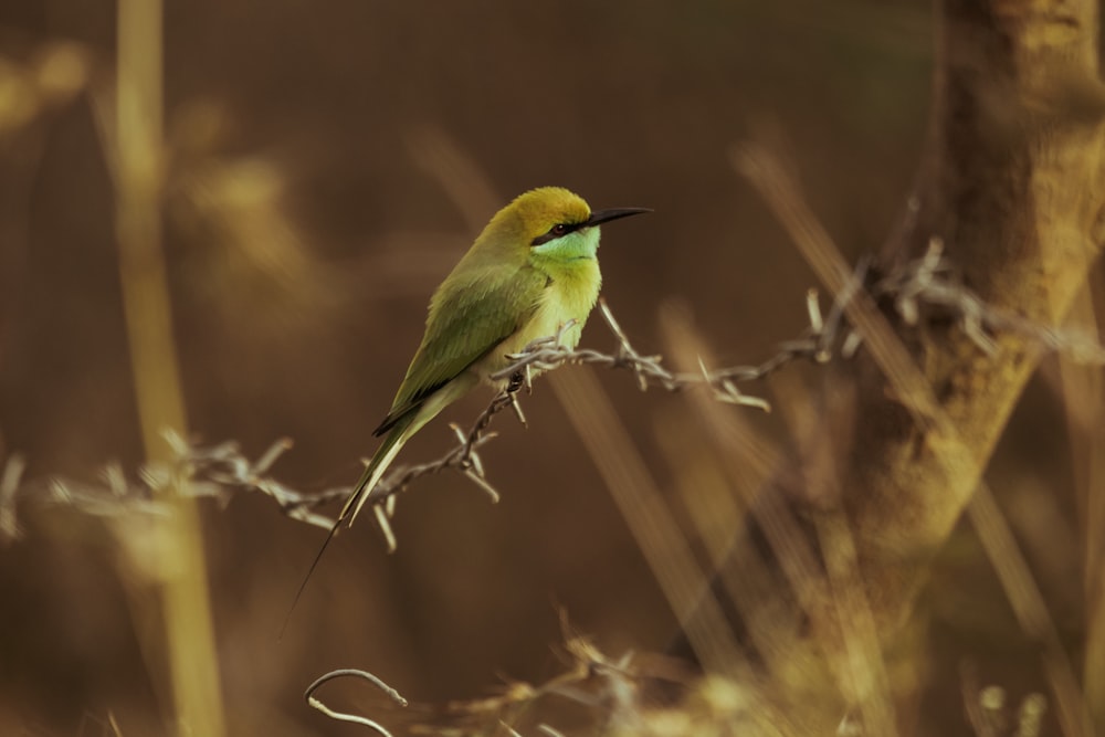 Un pequeño pájaro verde sentado en una rama