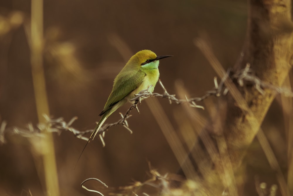 a small green bird sitting on a branch