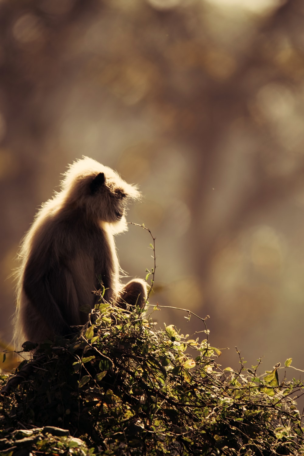 Un mono sentado encima de un montón de hierba