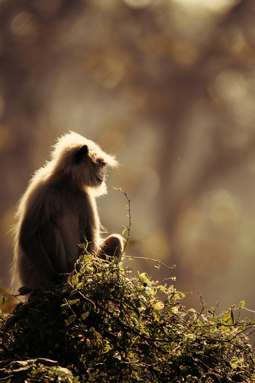 a monkey sitting on top of a pile of grass