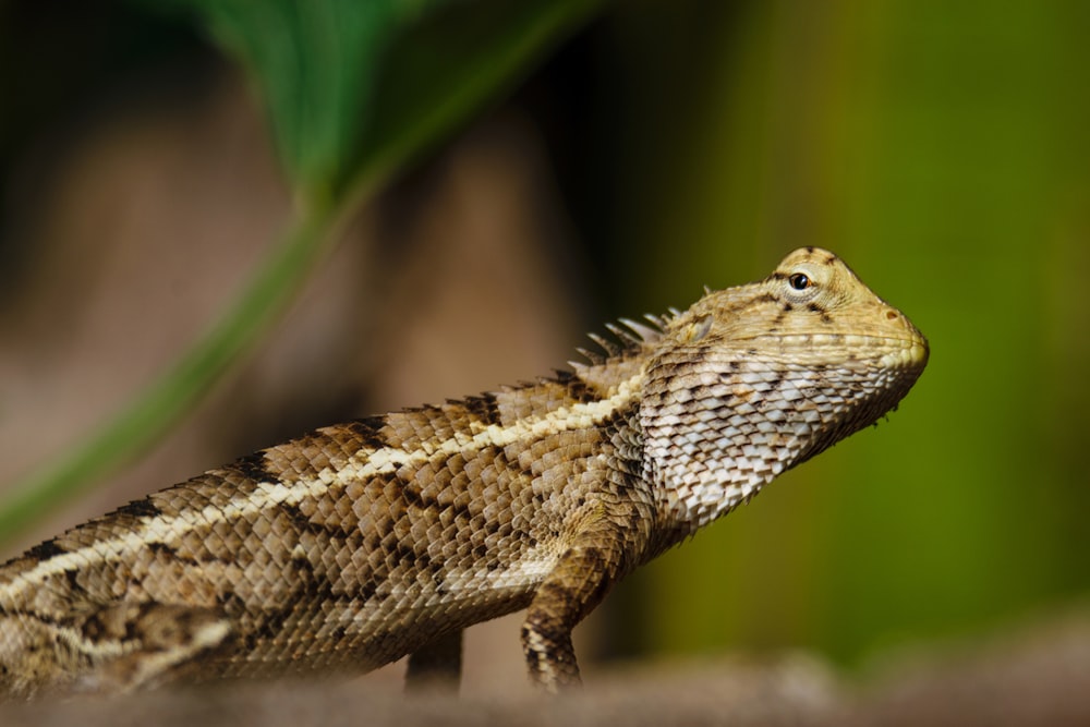 a close up of a lizard on a rock