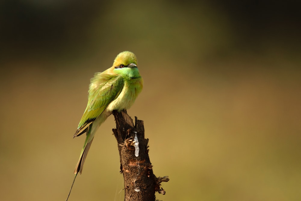 un oiseau vert assis au sommet d’une branche d’arbre