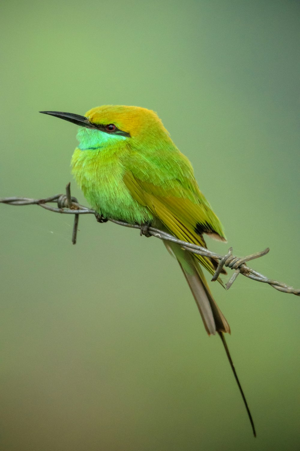 Ein grün-gelber Vogel sitzt auf einem Stacheldraht
