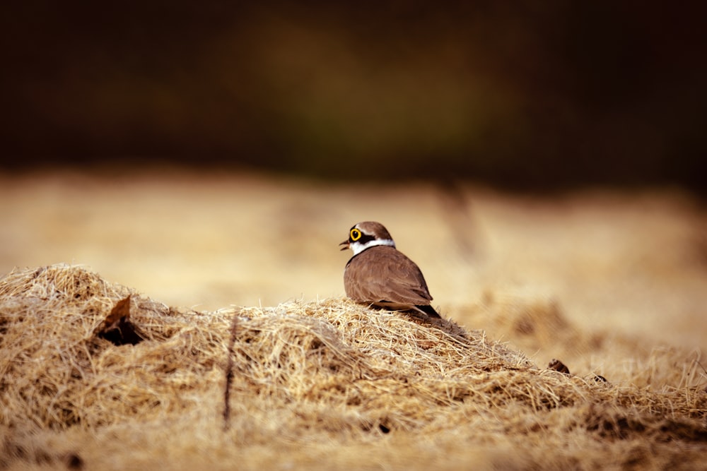 a bird sitting on top of a pile of hay