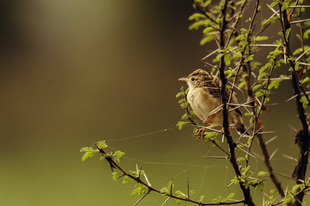 um pequeno pássaro empoleirado no topo de um galho de árvore