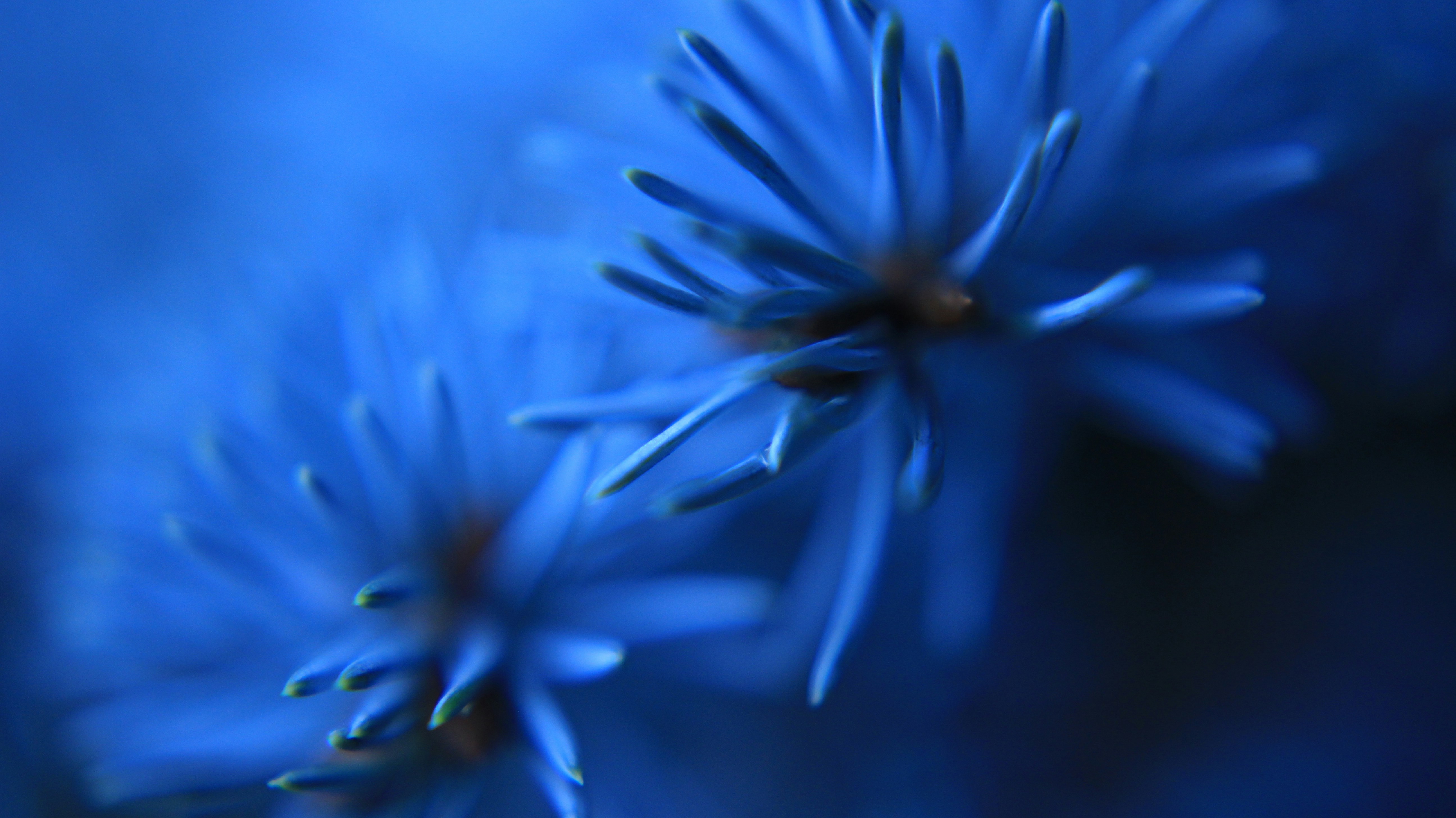 Un primer plano de una flor azul con un fondo borroso