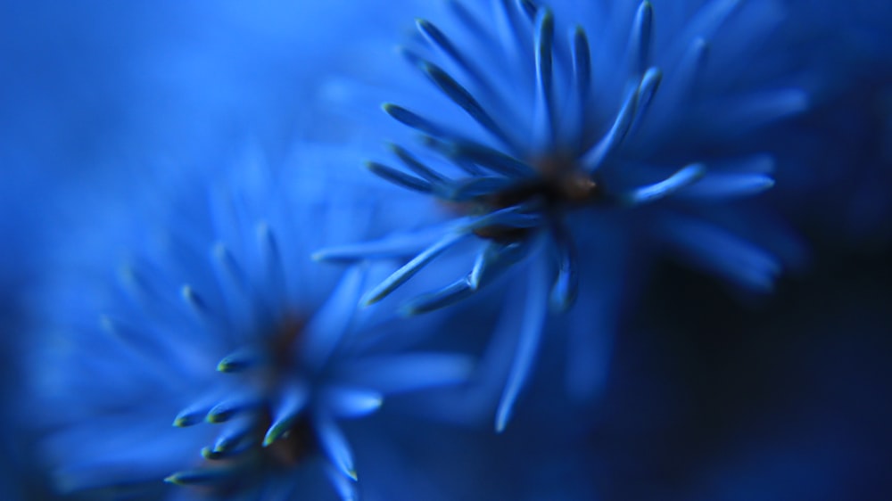 a close up of a blue flower with a blurry background