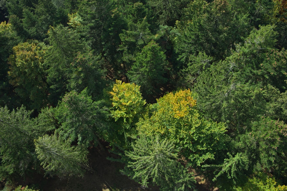 a group of trees in the middle of a forest