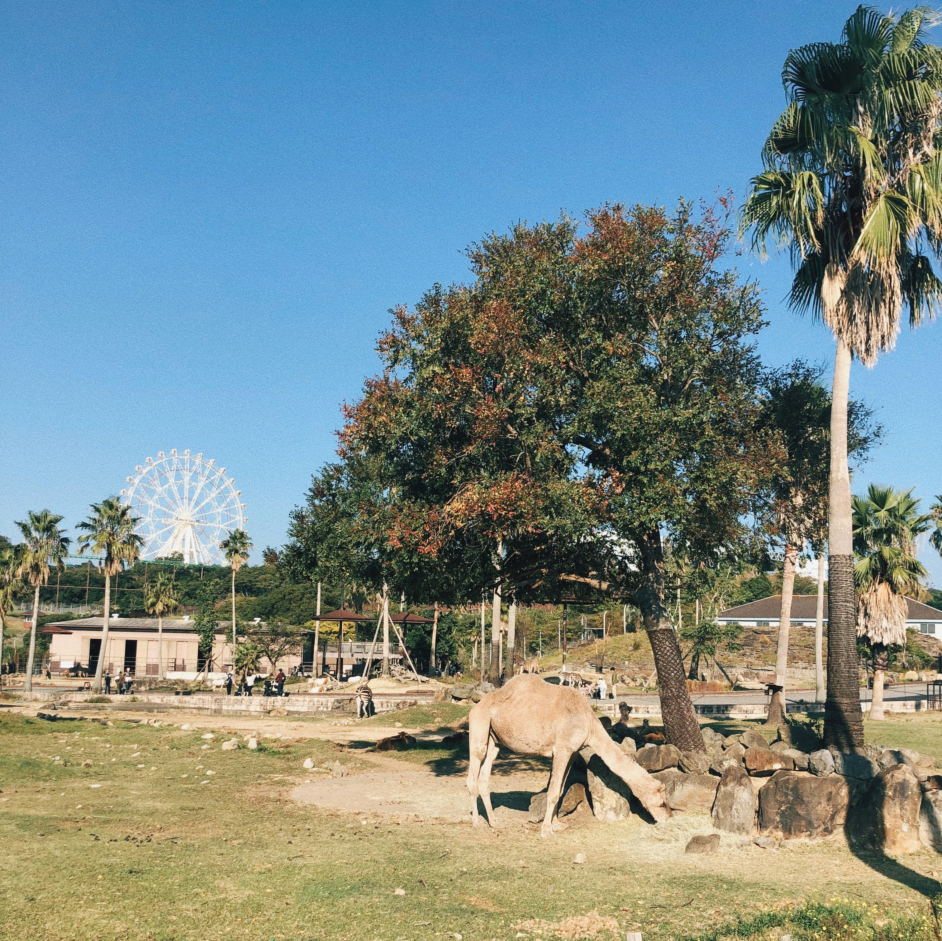 Exploring the Best Wildlife Safaris in the UAE